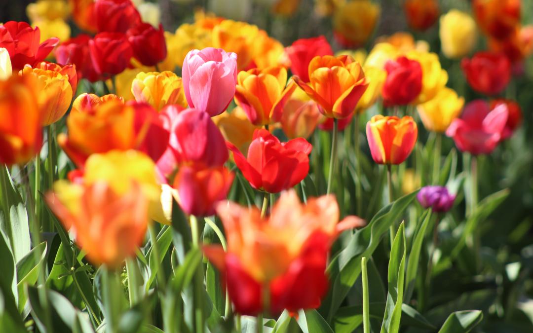 Spring & Tulips