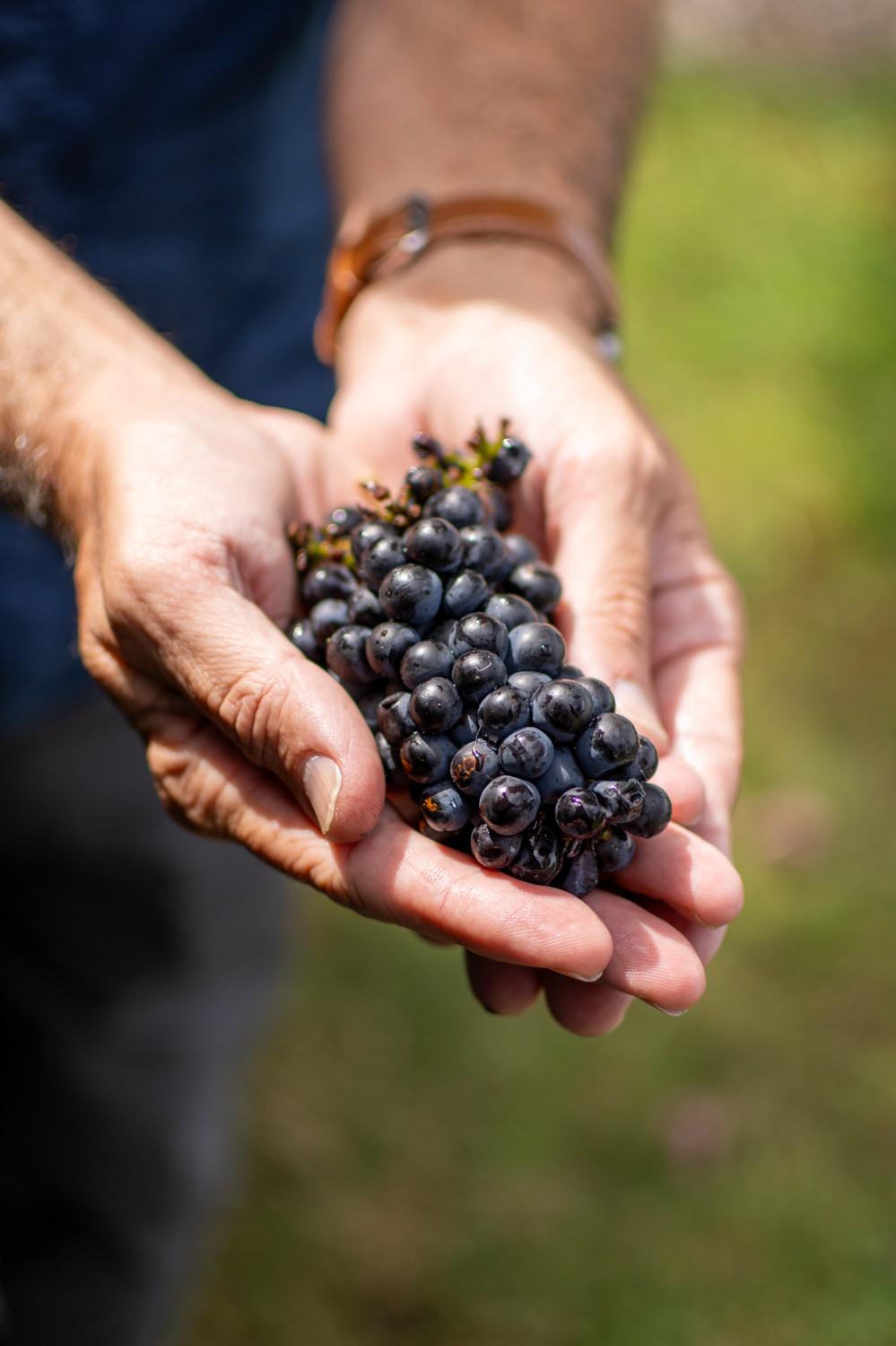 Hands holding a picked bunch of pinot noir grapes at the end of the growing season.